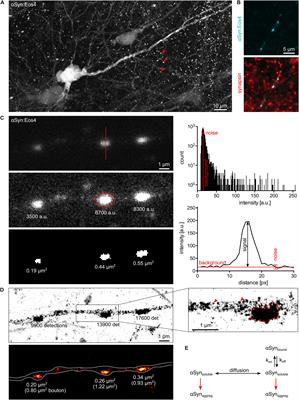 A Quantitative Perspective of Alpha-Synuclein Dynamics – Why Numbers Matter